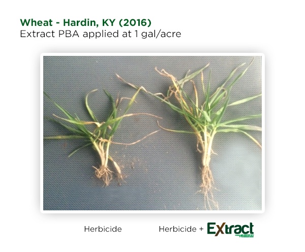 Early Wheat Results with Extract PBA