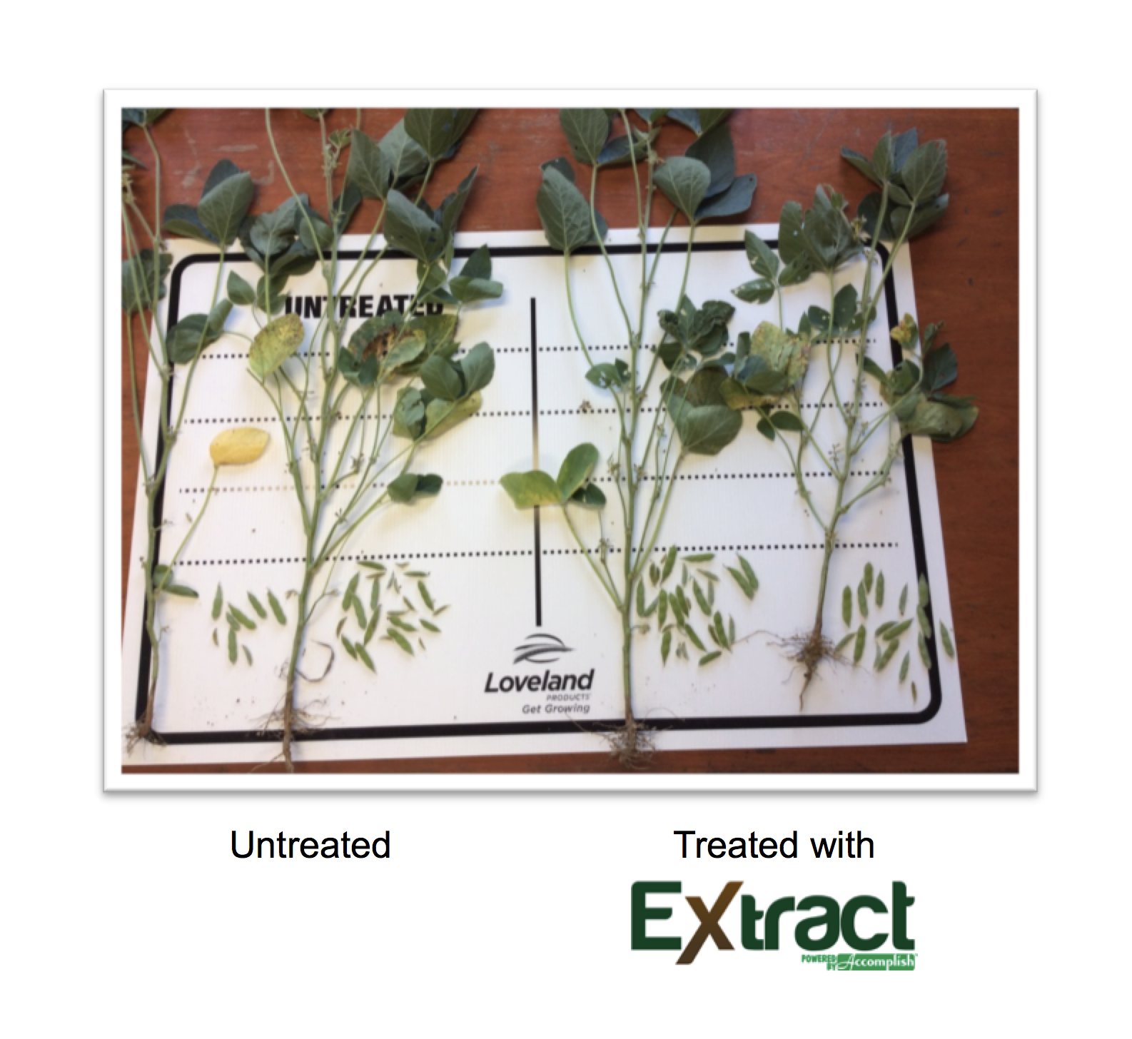 More Robust Soybean Plants, Higher Pod Counts with Extract PBA