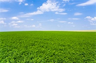 Forage_Silage