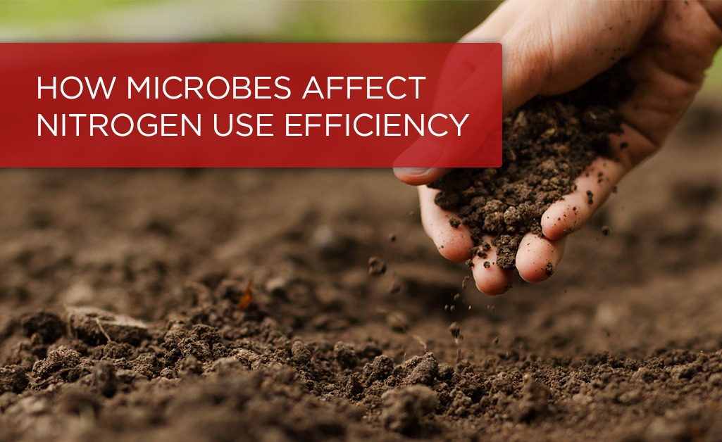 Microbes-Nitrogen-Use