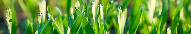 Agricultural Biostimulants