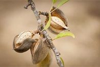 Nuts-2