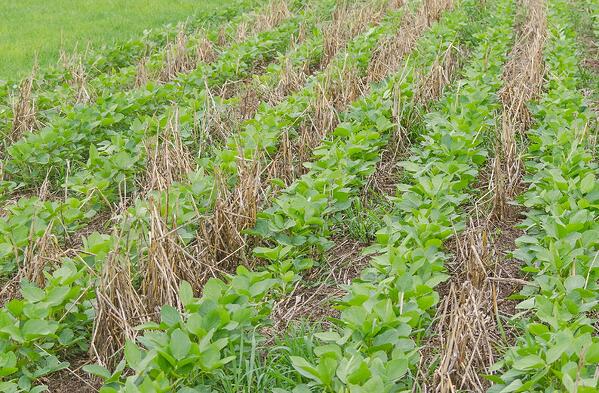 Soybean with cover crop
