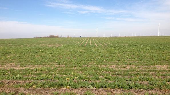 soybean-residue-cover-crop