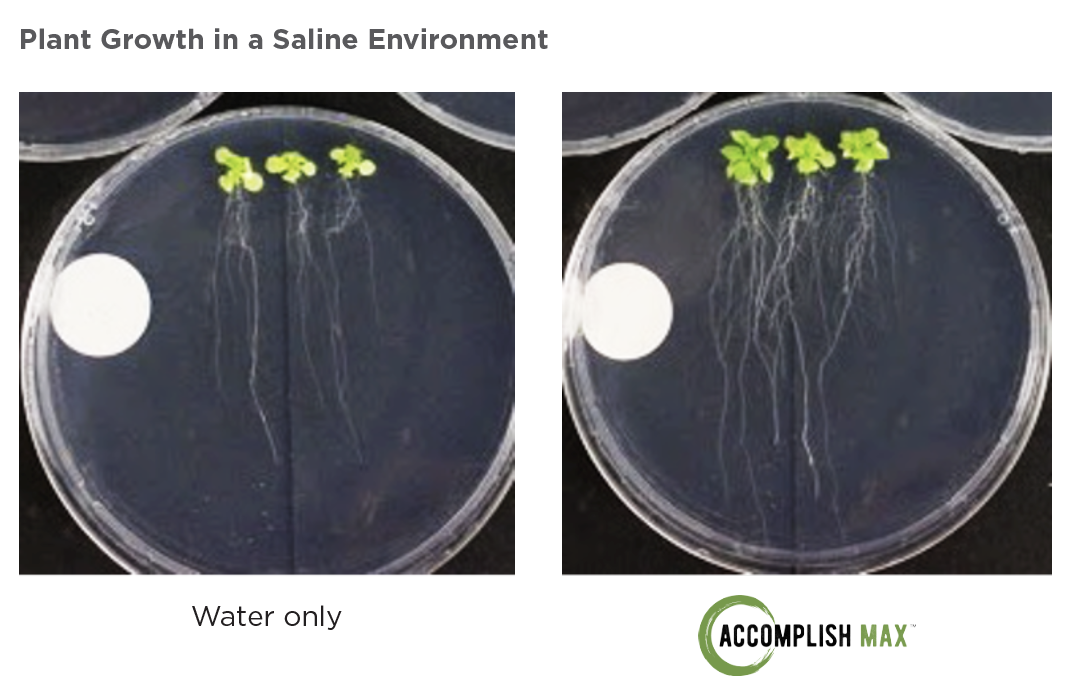 How ACCOMPLISH MAX Helps Mitigate the Effects of Salt Stress on Crops