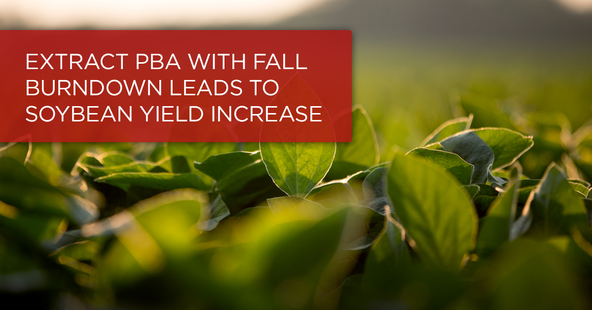 Extract PBA with Fall Burndown Leads to Soybean Yield Increase