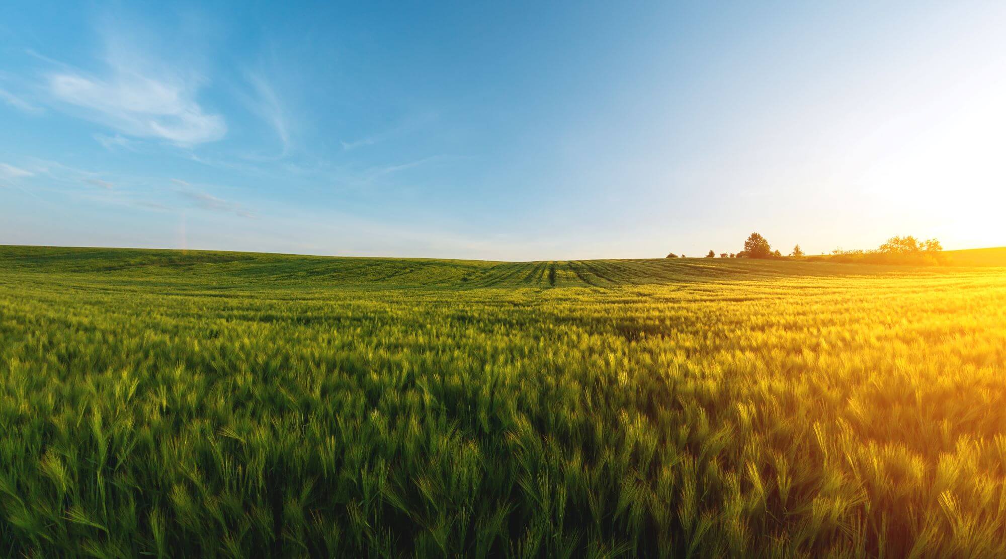 field sun