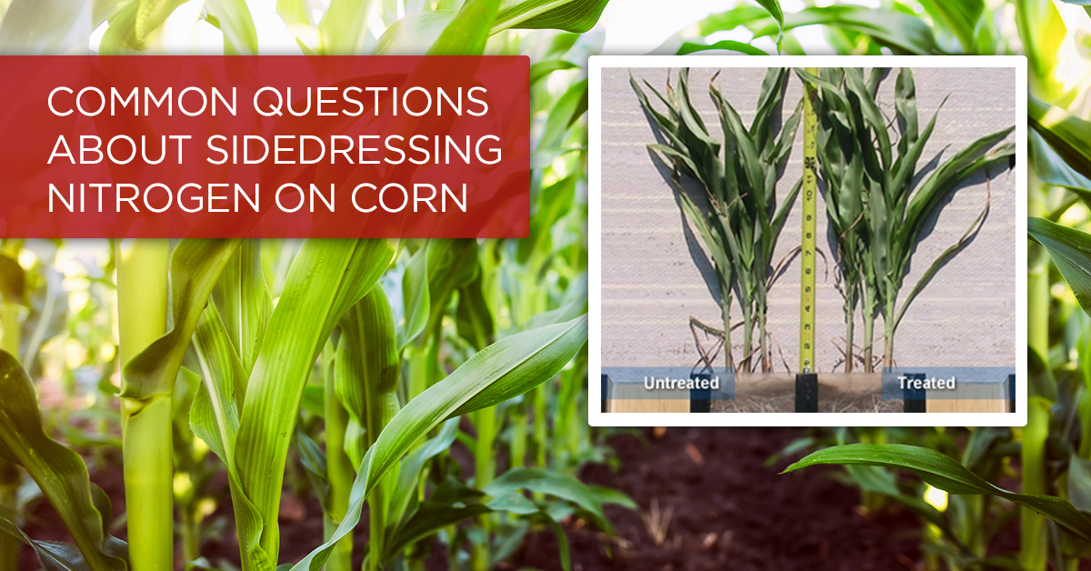 Answers to 3 Common Questions about Sidedressing Nitrogen on Corn