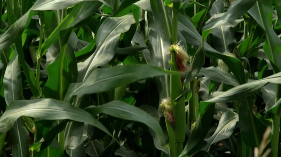 Understanding Nutrient Requirements for High-Yielding Corn