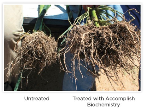 Corn Roots-Accomplish Biochemistry