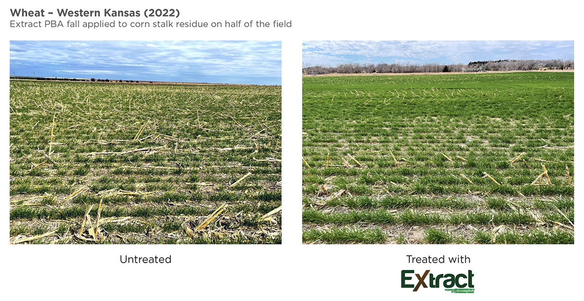 Wheat Crop Benefits from Early Nutrient Availability with EXTRACT PBA