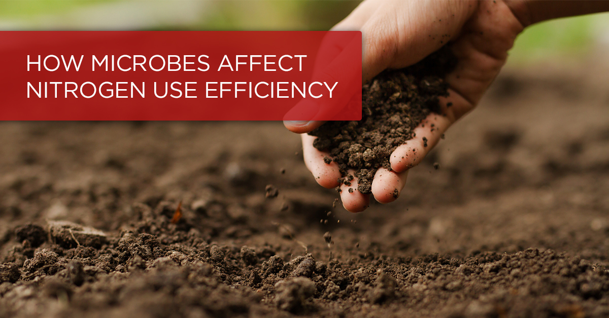 How Do Microbes Influence Nitrogen Use Efficiency?