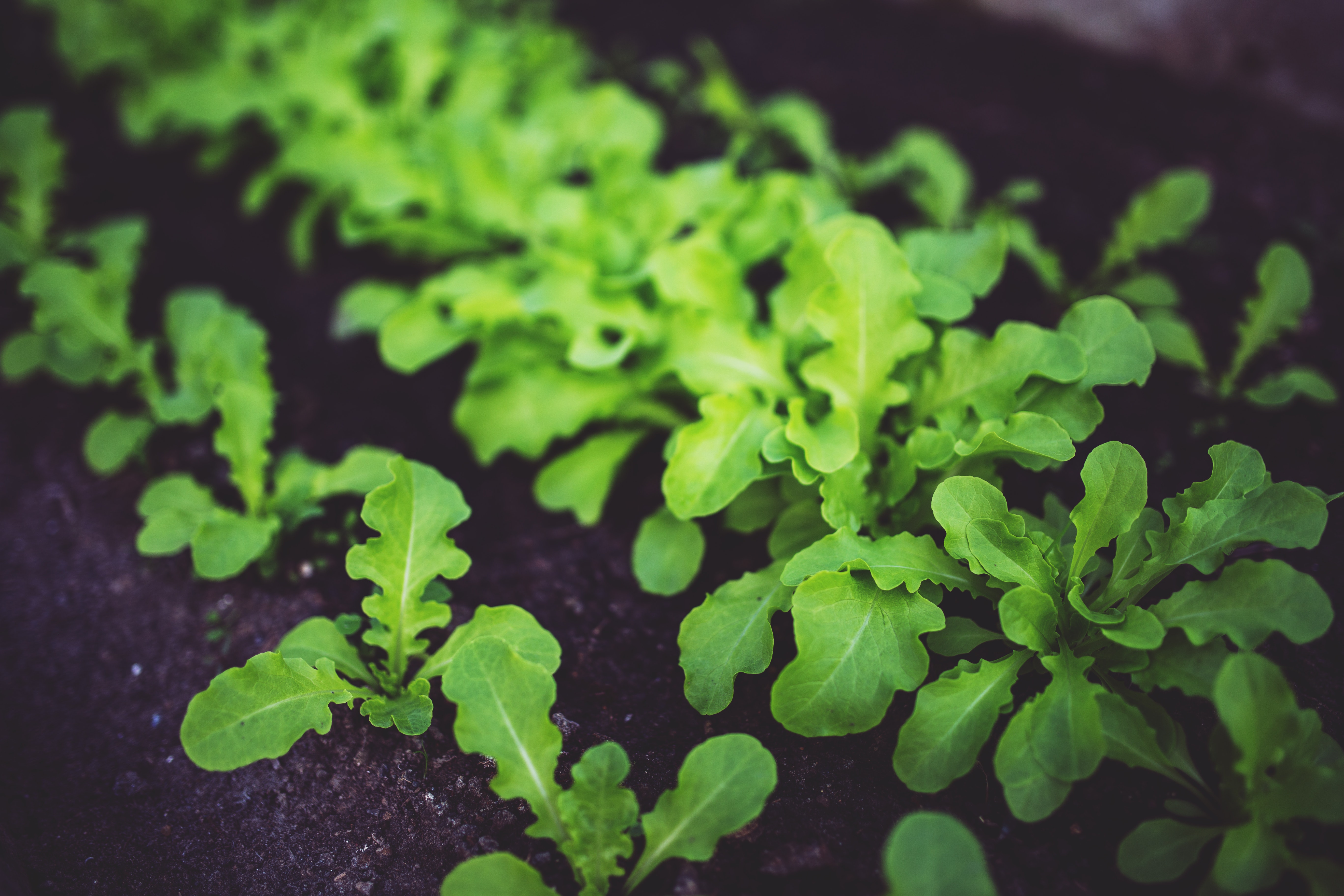 A Closer Look at Biostimulants for Agriculture and Horticulture