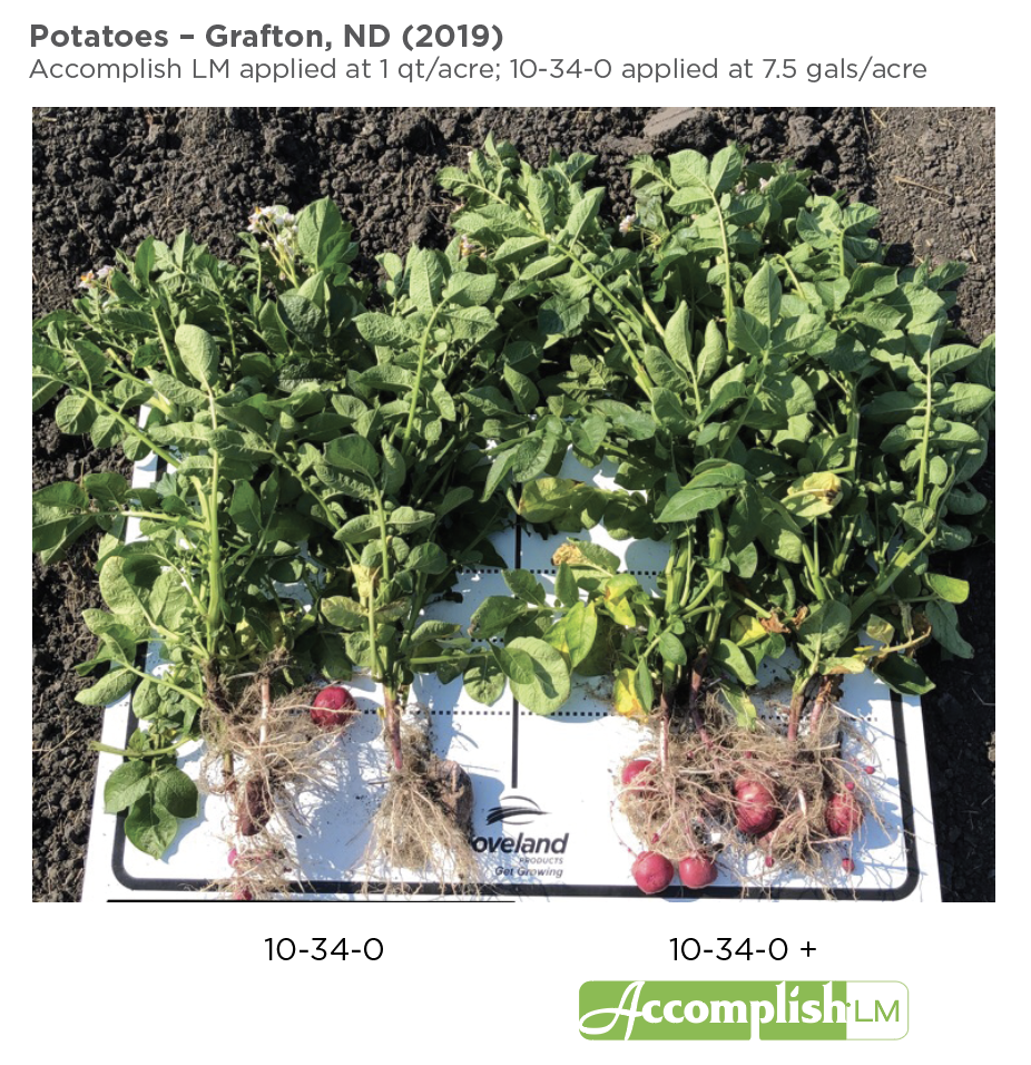 Accomplish LM Is a Great Fit for Potato Growers