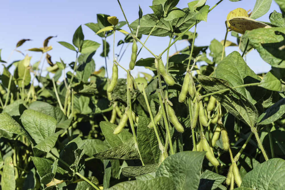 [Hoosier Ag Today] Extending Nutrients for Soybeans This Year