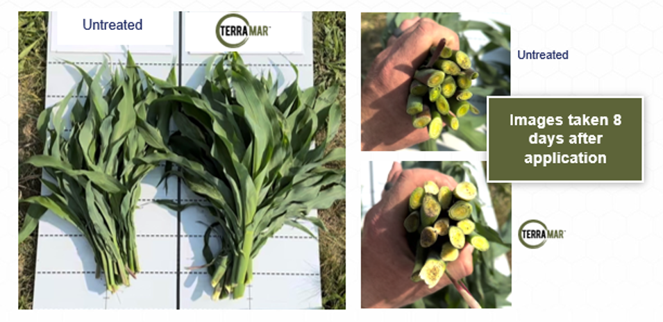 Terramar 1 Corn Ferris IL 2023 -1
