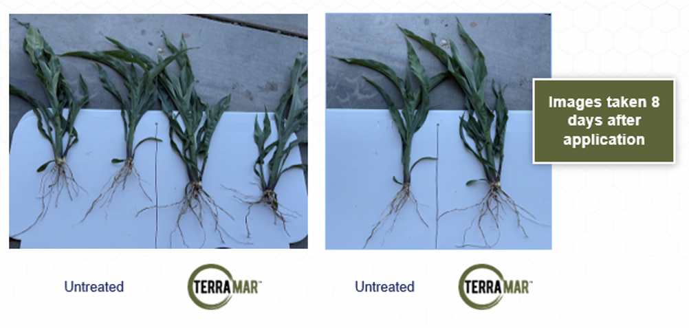 Terramar 10 South Dakota Corn 2023