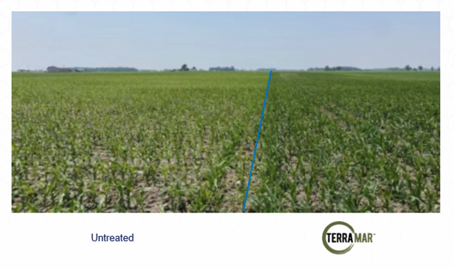 Terramar 11 Arcadia Indiana Corn 2023