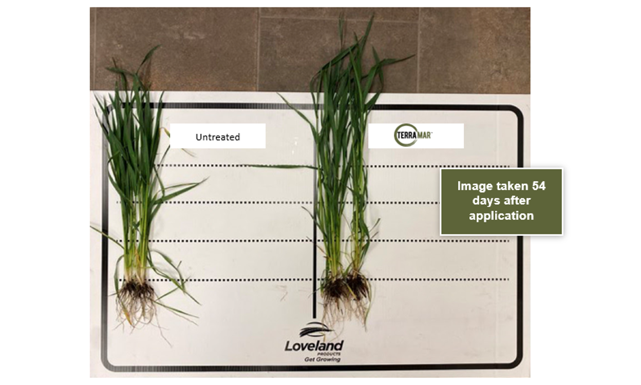 Terramar 12 Western Kansas Wheat 2023