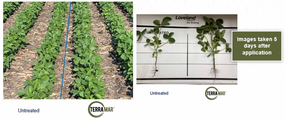 Terramar 4 East Chain MN Soybeans 2023