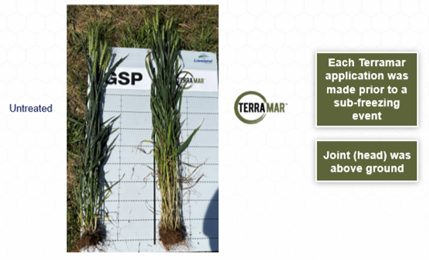 Terramar 5 Kentucky Wheat 2023