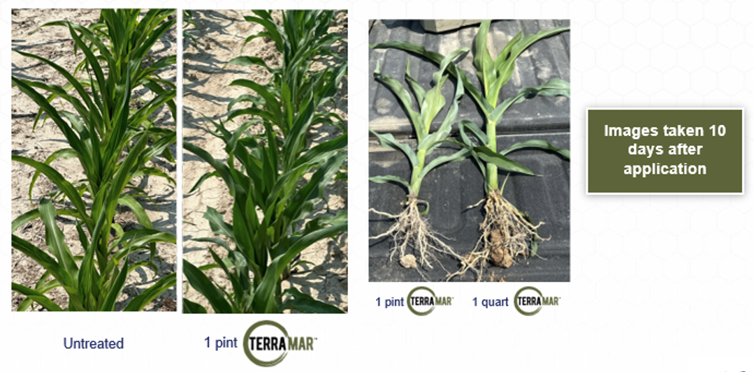 Terramar 7 Illinois Corn 2023-1