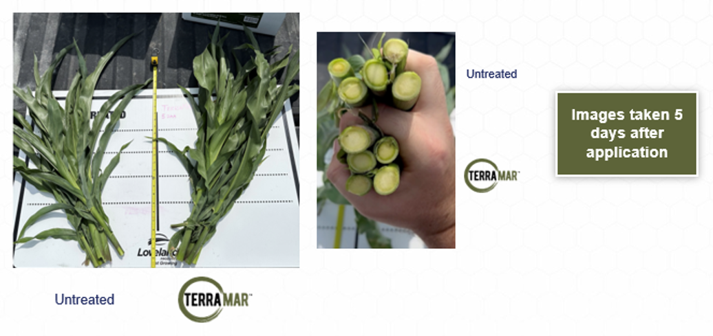 Terramar 9 Illinois Corn 2023