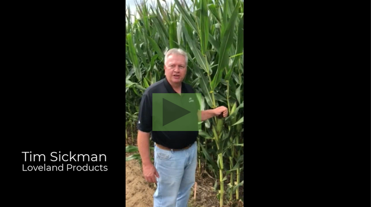 Tim Sickman Video