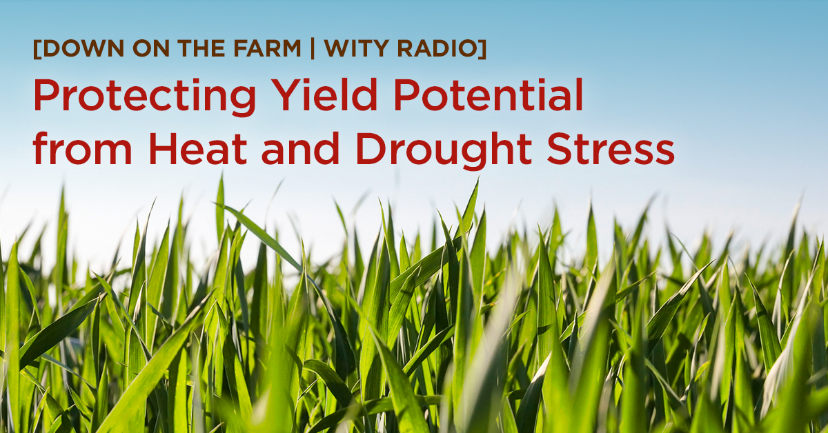 Protecting Yield Potential from Heat and Drought Stress