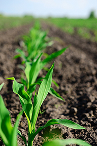 starter_corn
