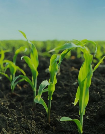 corn soil sky-1