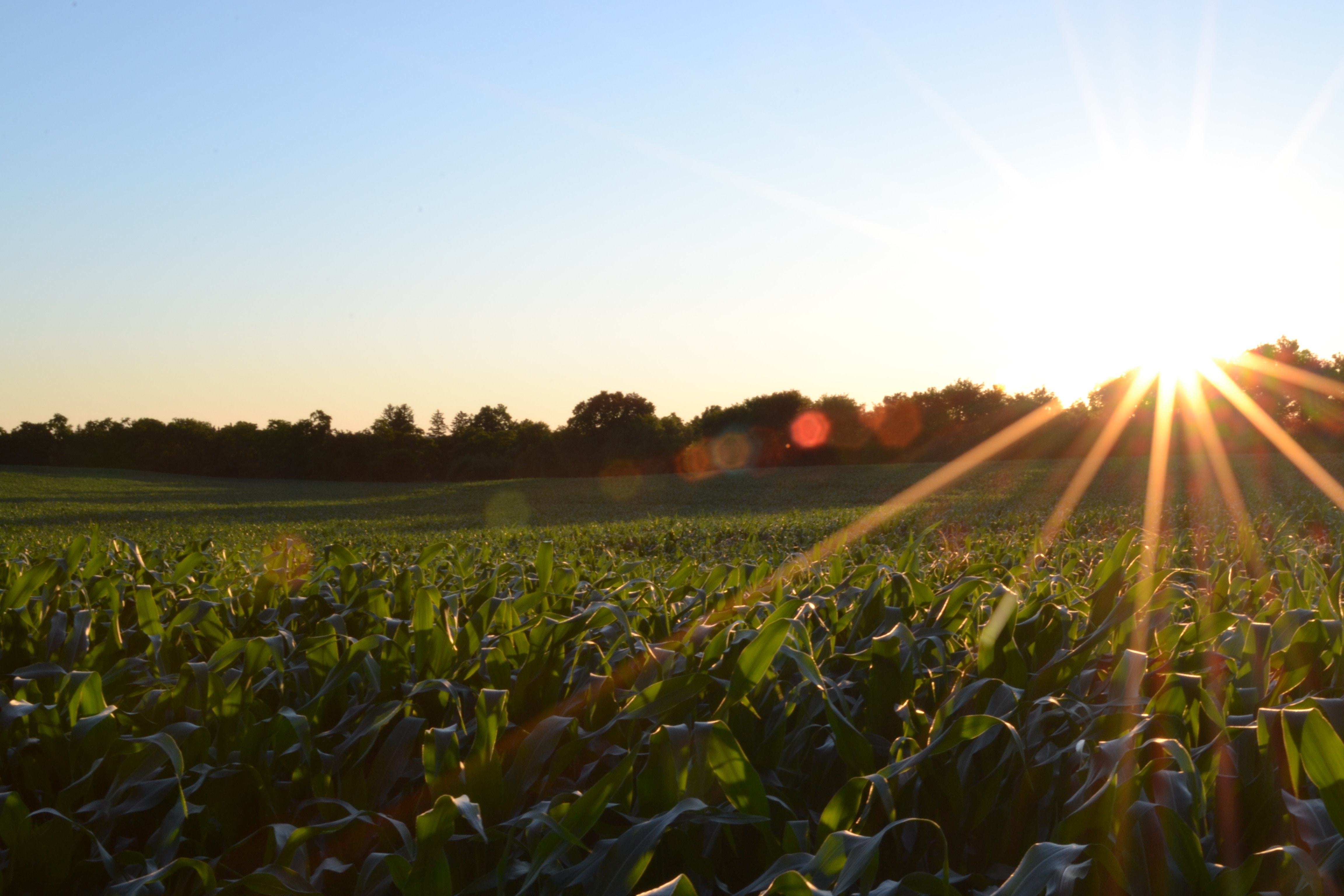 Accomplish LM Proves Worth to Idaho Corn Growing Champions