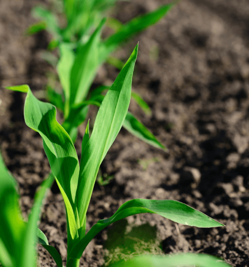 corn_close_up_500x