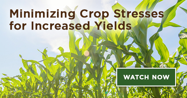 [Watch] Minimizing Crop Stresses for Increased Yields