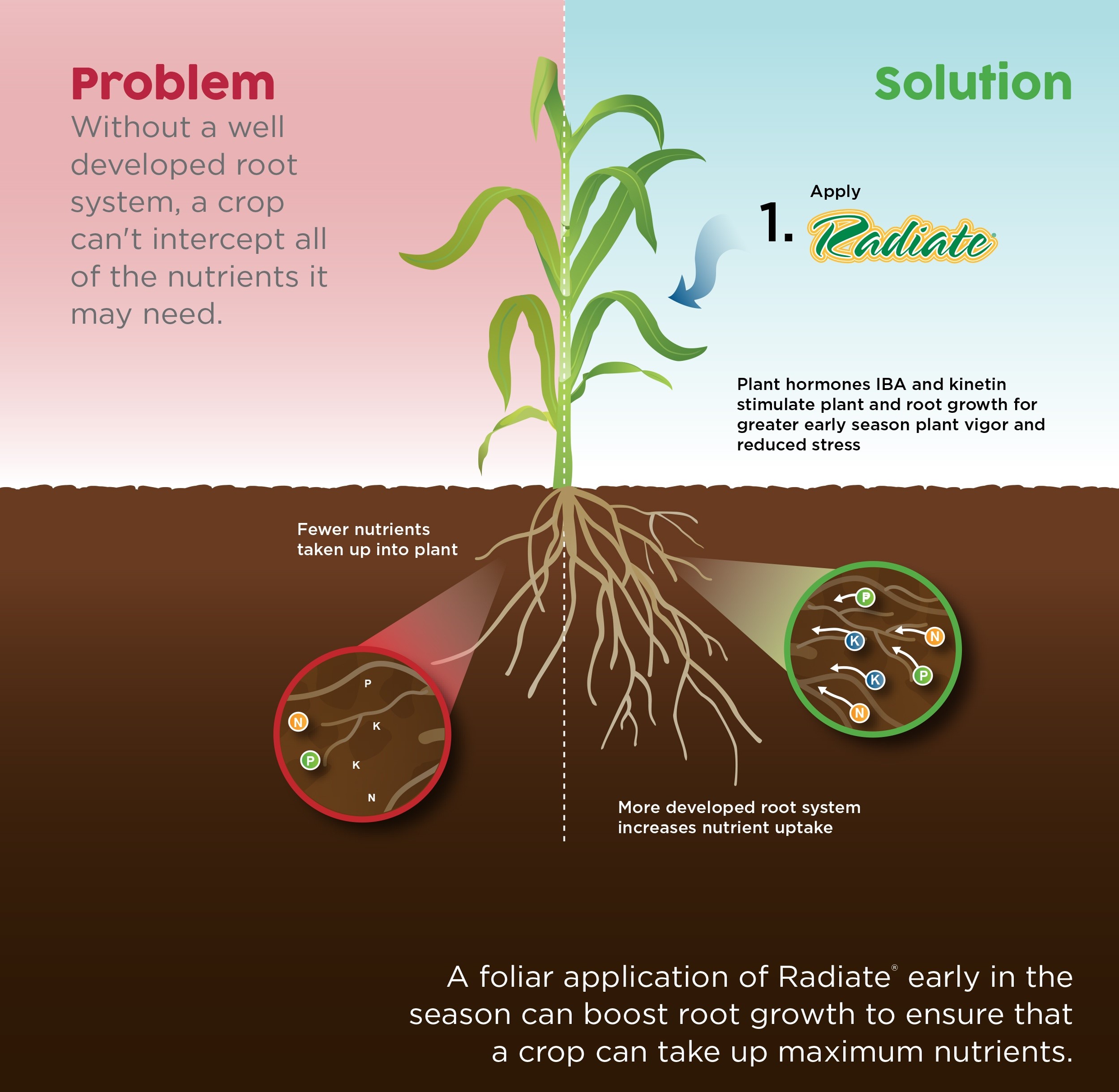 foliar-technologies-radiate-roots