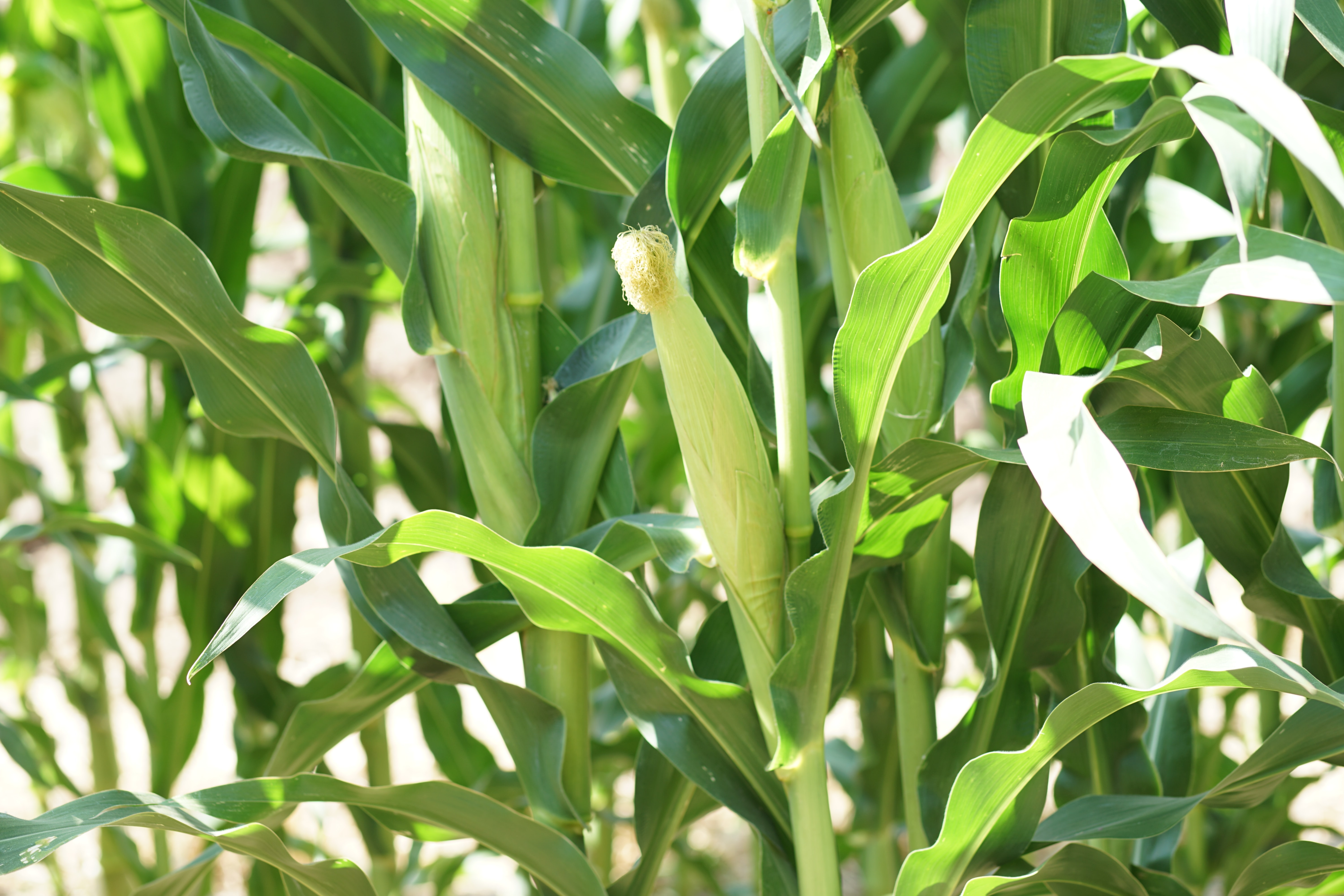 Why It Makes Sense to Sidedress Nitrogen