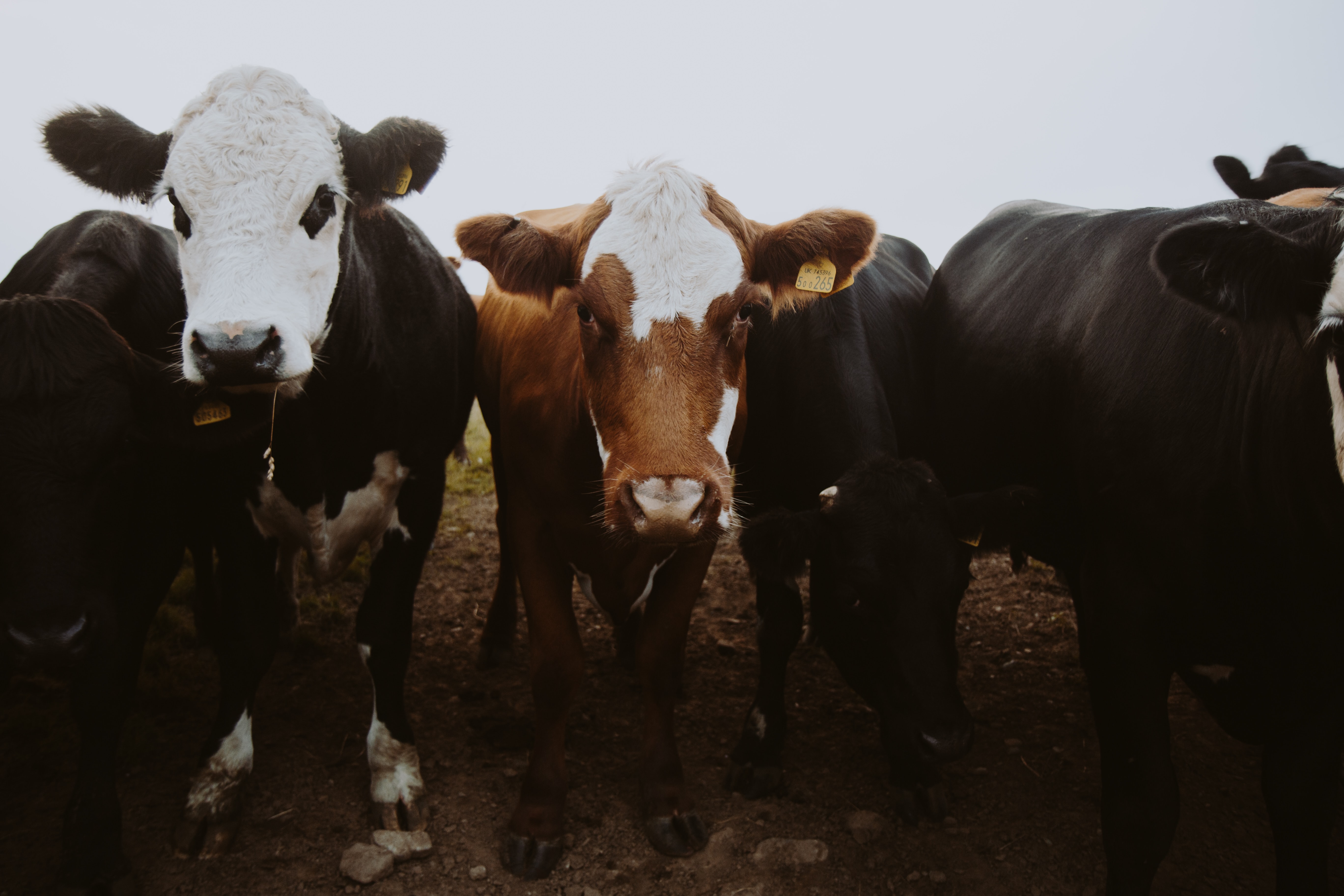 Increase Forage Dry Matter Production & Quality with Biocatalyst Technology