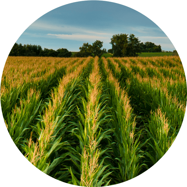 round_corn