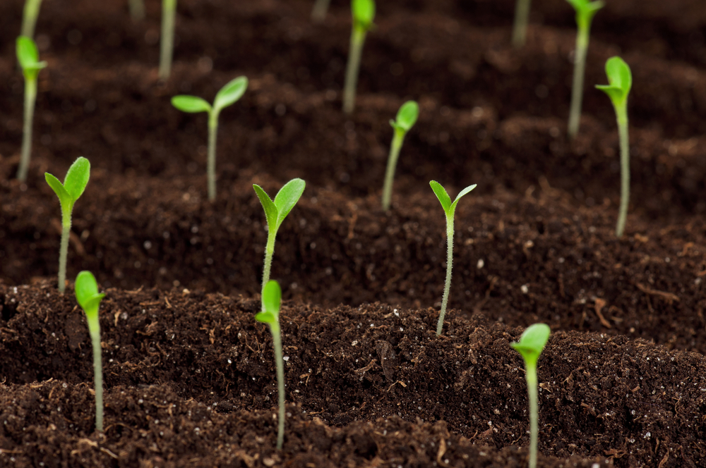 sprouting plants