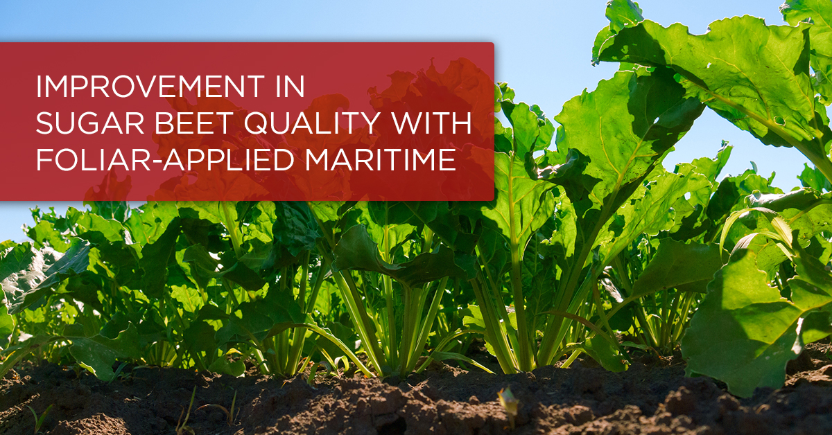 Improvement in Sugar Beet Quality with Foliar-Applied MARITIME