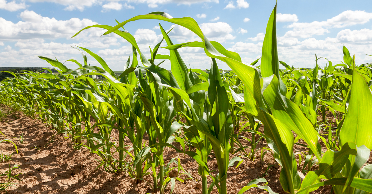 Meeting Corn Nutrient Needs with Sidedress Nitrogen